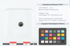Foto (Objekt + Etikett) von Musa macrosperma Ettingshausen (NHMW-GEO-2024-0188-9027)
